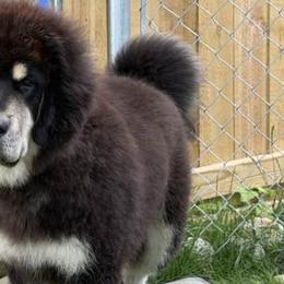 Tibetan Mastiffs from Stone Tibetan Mastiffs