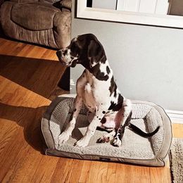 Great Dane Puppies from Phoenix Family Danes