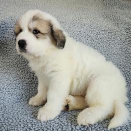 Moose - green collar - White and badger male Great Pyrenees puppy in Monmouth, Maine from Flewelling Great Pyrenees