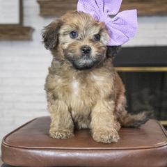 Assorted Doodle Crosses, Bernedoodle, Double Doodle, Goldendoodle, Labradoodle, and Whoodle Puppies from Our Little Farm Life Doodles