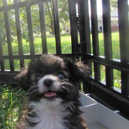 Davie Dior - Brown and white male Aussiedoodle puppy in Warrensburg, Missouri from Booty Shaker Toy and Miniature Poodles and Aussies
