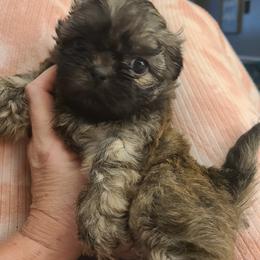 Shih Tzu Puppies from Tammy's Shihtzu Shack