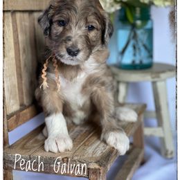 Aussiedoodle and Australian Shepherd Puppies from Dunroamin Farms Australian Shepherds and Aussiedoodles