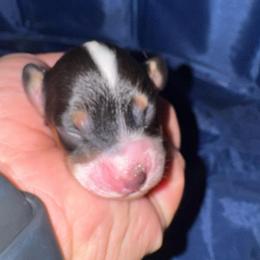 Nicky - Black and tan male Dachshund puppy in Copperas Cove, Texas from Creme de la Creme Dachshunds