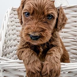 Tortilla - Red  female Goldendoodle puppy in Mecklenburg County, North Carolina from Rustic Road Doodles