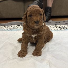 Moose - Dark golden male Golden Retriever puppy in North Highlands, California from The Purrfectpups