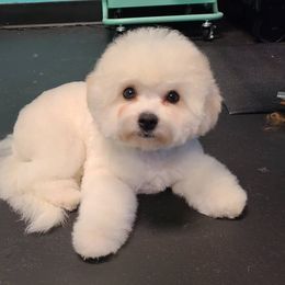 Bichon Frise Puppies from Charmed Bichons