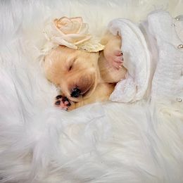 Labrador Retriever and Poodle Puppies from Laird Farms