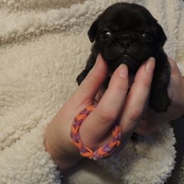 Girl 2 - female Pug puppy in Salem, Oregon from Loda's Pugs