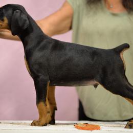 Orange collar - Black and rust male Doberman Pinscher puppy in Santa Clarita, California from Riviera Dobermans