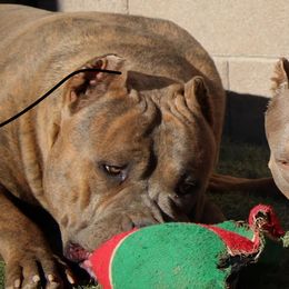 American Bullies from Blackhawkkennelz