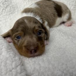 Kenai - Piebald male Dachshund puppy in Hesperia, California from Teenie Tiny Doxies