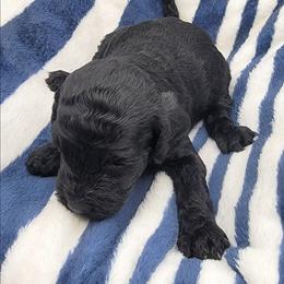 Autumn - Black female Labradoodle puppy in Lexington Park, Maryland from SUNNY SIDE DOODLES