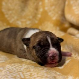 Girl 1 - female American Pit Bull Terrier puppy in Nine Mile Falls, Washington from Bartin Kennels