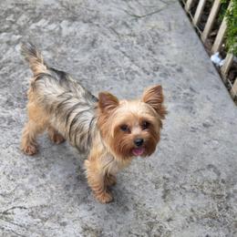 Jade - Blue and gold female Yorkshire Terrier puppy in Battle Ground, Washington from Joyful Yorkies