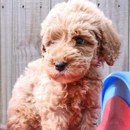 Orange - Caramel male Labradoodle puppy in Lexington Park, Maryland from SUNNY SIDE DOODLES