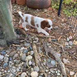 Spot - Blenheim male Cavapoo puppy in Phoenix, Arizona from Larisa's Cavaliers