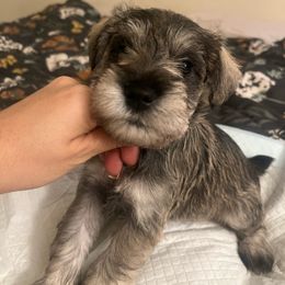Boy 2 - Salt and pepper Miniature Schnauzer puppy in Rocklin, California from MiniSchnauzerWorld
