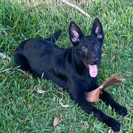 Mint green collar - Black German Shepherd puppy in Punta Gorda, Florida from Blitzenhaus Working Dogs