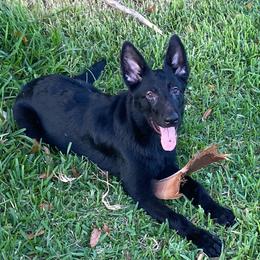 Mint green collar - Black German Shepherd puppy in Punta Gorda, Florida from Blitzenhaus Working Dogs