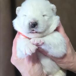 Orange boy - White and biscuit male Samoyed puppy in Elwell, Michigan from Limelight Samoyeds