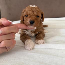 Teddy - Red male Australian Labradoodle puppy in Auburn, California from Poodles and Labradoodles breeder