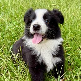 Max - Black & white male Miniature Australian Shepherd puppy in Patterson, North Carolina from DreamLine Aussies