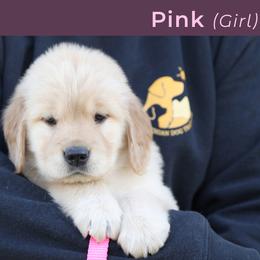 Pink (Female) - Golden female Golden Retriever puppy in Mills River, North Carolina from Appalachian Dog Training LLC