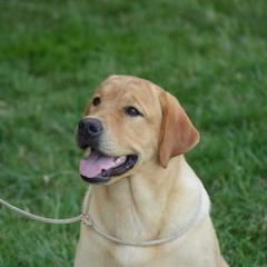 Labrador Retrievers from Brookeridge Labradors