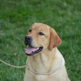 Labrador Retrievers from Brookeridge Labradors
