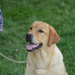 Labrador Retrievers from Brookeridge Labradors