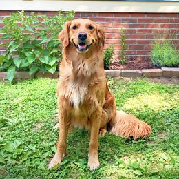 Mia - Golden Retriever