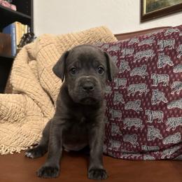 Nyx - Gray female Cane Corso puppy in Utah from 3Lake Kennelz