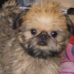 Brussels Griffon puppies from Brussels and Broodle's and Shiffon's Oh My
