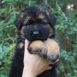 Astro - Black and red male German Shepherd puppy in Canton, Texas from WILDWOOD GERMAN SHEPHERDS