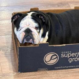 Boba - Bulldog