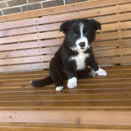 Border Collie Puppies from SoCal/Promise Land Border Collies