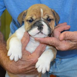 Petunia - Fawn and white female Bulldog puppy in Clarinda, Iowa from Stimson Bulldogs