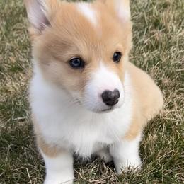 Jingle - White and red male Pembroke Welsh Corgi puppy in Rolla, Missouri from Chapman Corgis