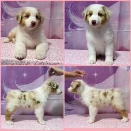 Red Merle female - Red merle female Australian Shepherd puppy in Castle Rock, Washington from Zoolo Kennels “HOF”