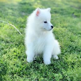 Casper - White Samoyed puppy in Durant, Oklahoma from OrangeLine Samoyeds
