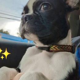 Azula - Boston Terrier