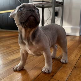 Bear 2 - Fawn and white male French Bulldog puppy in West Hempstead, New York from Long Island Frenchie