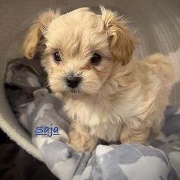 Saja - Apricot male Maltipoo puppy in Lake Ann, Michigan from Riyem Wildflower Farms