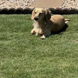 Lincoln - Dachshund