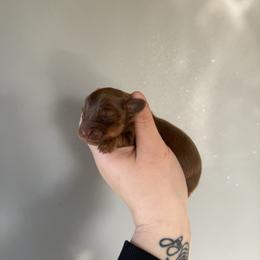 Norris - Chocolate and tan male Dachshund puppy in Mount Vernon, Ohio from Double A Dachshunds