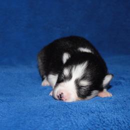Tigers Eye - Black and white male Pomsky puppy in Clarkston, Utah from Red Rock Ranch Breeders