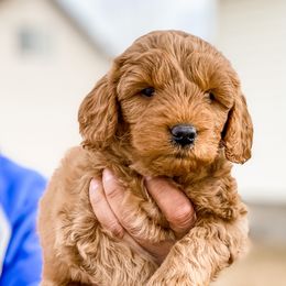 Cavapoo and Goldendoodle Puppies from A2Z Doodles