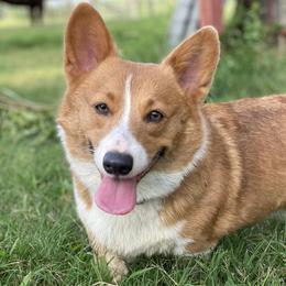 Remington - Pembroke Welsh Corgi