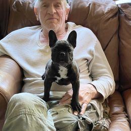 Boston Terrier and French Bulldog Puppies from High Plains Bullies